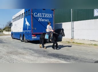 Cob, Hongre, 6 Ans, 125 cm, Noir