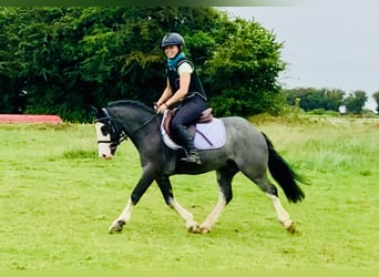 Cob, Hongre, 6 Ans, 128 cm, Rouan Bleu