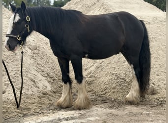 Cob Croisé, Hongre, 6 Ans, 140 cm, Noir