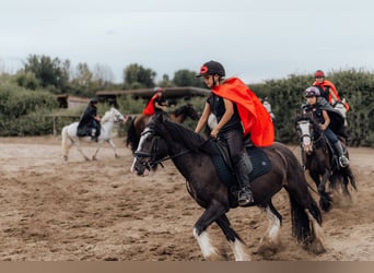 Cob Croisé, Hongre, 6 Ans, 140 cm, Noir