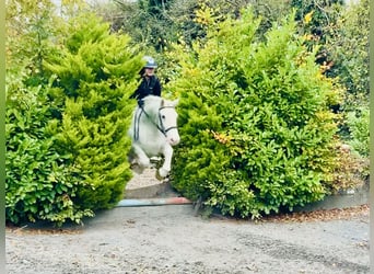 Cob, Hongre, 6 Ans, 152 cm, Gris