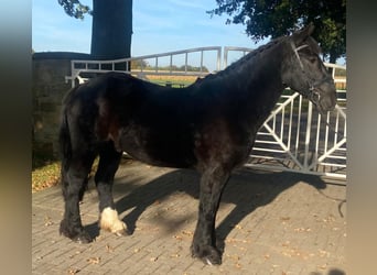 Cob, Hongre, 6 Ans, 155 cm, Noir