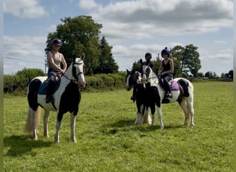 Cob, Hongre, 6 Ans, 156 cm, Pinto