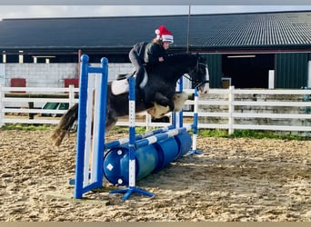 Cob, Hongre, 6 Ans, 157 cm, Isabelle