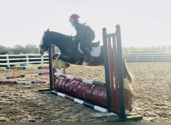 Cob, Hongre, 6 Ans, 157 cm, Isabelle