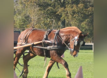 Cob, Hongre, 6 Ans, Bai