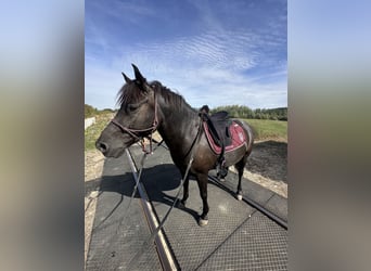 Cob Croisé, Hongre, 7 Ans, 125 cm, Noir