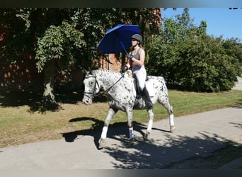 Cob, Hongre, 7 Ans, 158 cm, Léopard