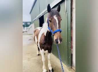 Cob, Hongre, 7 Ans, 158 cm, Pinto