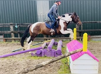 Cob, Hongre, 7 Ans, 158 cm, Pinto