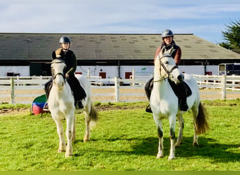 Cob, Hongre, 8 Ans, 145 cm, Pinto