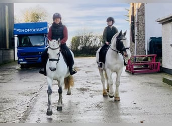 Cob, Hongre, 8 Ans, 145 cm, Pinto