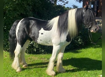 Cob, Hongre, 8 Ans, 154 cm, Pinto