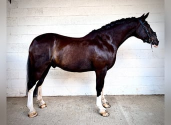 Cob Croisé, Hongre, 8 Ans, 158 cm, Noir