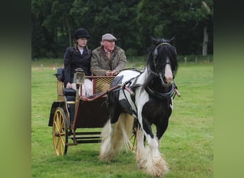 Cob, Hongre, 9 Ans, 138 cm, Tobiano-toutes couleurs