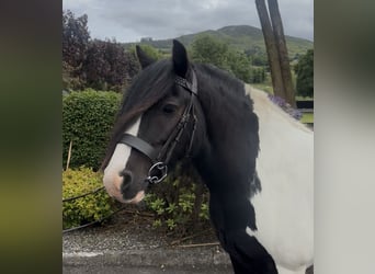 Cob, Hongre, 9 Ans, 138 cm, Tobiano-toutes couleurs