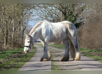 Cob, Hongre, 9 Ans, 161 cm, Gris