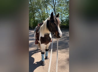 Cob Croisé, Inconnu, 8 Ans, 144 cm, Pinto