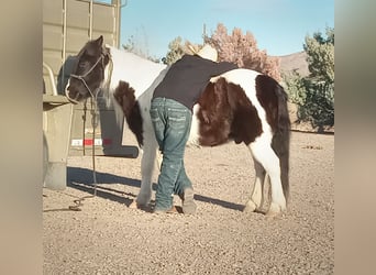 Cob Irlandese / Tinker / Gypsy Vanner Mix, Castrone, 10 Anni, 122 cm