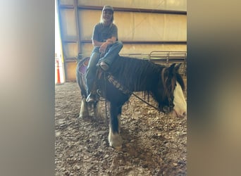 Cob Irlandese / Tinker / Gypsy Vanner, Castrone, 10 Anni, 132 cm, Sabino