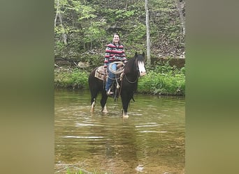 Cob Irlandese / Tinker / Gypsy Vanner, Castrone, 10 Anni, 132 cm, Sabino