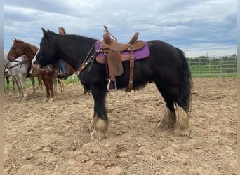 Cob Irlandese / Tinker / Gypsy Vanner, Castrone, 10 Anni, 132 cm, Sabino