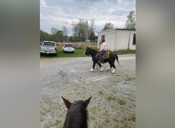 Cob Irlandese / Tinker / Gypsy Vanner, Castrone, 10 Anni, 132 cm, Sabino