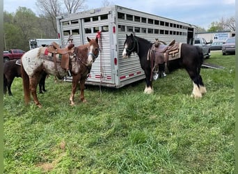 Cob Irlandese / Tinker / Gypsy Vanner, Castrone, 10 Anni, 132 cm, Sabino