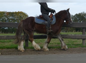 Cob Irlandese / Tinker / Gypsy Vanner, Castrone, 10 Anni, 136 cm, Sauro