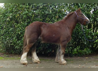 Cob Irlandese / Tinker / Gypsy Vanner, Castrone, 10 Anni, 136 cm, Sauro