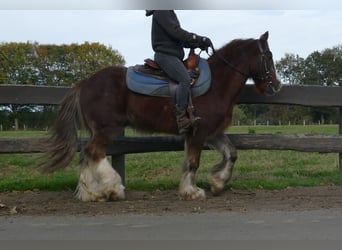 Cob Irlandese / Tinker / Gypsy Vanner, Castrone, 10 Anni, 136 cm, Sauro