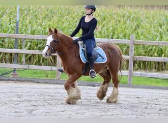 Cob Irlandese / Tinker / Gypsy Vanner, Castrone, 10 Anni, 138 cm, Sauro ciliegia