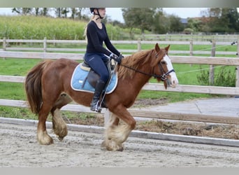 Cob Irlandese / Tinker / Gypsy Vanner, Castrone, 10 Anni, 138 cm, Sauro ciliegia