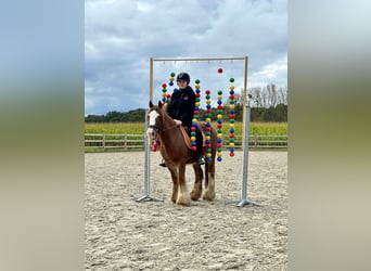 Cob Irlandese / Tinker / Gypsy Vanner, Castrone, 10 Anni, 138 cm, Sauro ciliegia