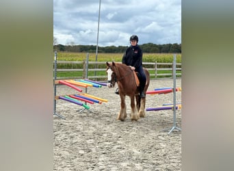 Cob Irlandese / Tinker / Gypsy Vanner, Castrone, 10 Anni, 138 cm, Sauro ciliegia