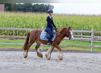 Cob Irlandese / Tinker / Gypsy Vanner, Castrone, 10 Anni, 138 cm, Sauro ciliegia