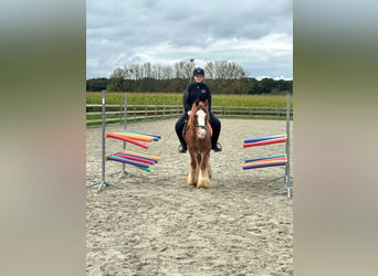 Cob Irlandese / Tinker / Gypsy Vanner, Castrone, 10 Anni, 138 cm, Sauro ciliegia