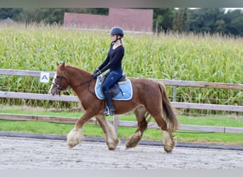 Cob Irlandese / Tinker / Gypsy Vanner, Castrone, 10 Anni, 138 cm, Sauro ciliegia