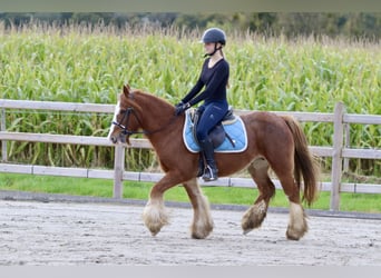 Cob Irlandese / Tinker / Gypsy Vanner, Castrone, 10 Anni, 138 cm, Sauro ciliegia