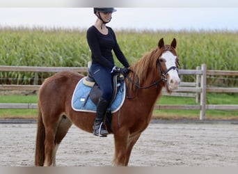 Cob Irlandese / Tinker / Gypsy Vanner, Castrone, 10 Anni, 138 cm, Sauro ciliegia