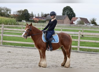 Cob Irlandese / Tinker / Gypsy Vanner, Castrone, 10 Anni, 138 cm, Sauro ciliegia