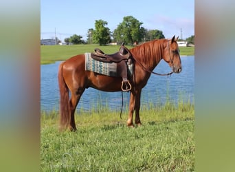 Cob Irlandese / Tinker / Gypsy Vanner, Castrone, 10 Anni, 142 cm, Sauro ciliegia