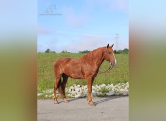 Cob Irlandese / Tinker / Gypsy Vanner, Castrone, 10 Anni, 142 cm, Sauro ciliegia