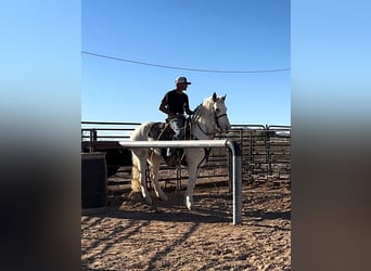 Cob Irlandese / Tinker / Gypsy Vanner Mix, Castrone, 10 Anni, 147 cm