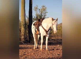 Cob Irlandese / Tinker / Gypsy Vanner Mix, Castrone, 10 Anni, 147 cm