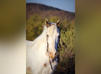 Cob Irlandese / Tinker / Gypsy Vanner Mix, Castrone, 10 Anni, 147 cm