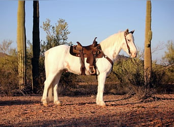 Cob Irlandese / Tinker / Gypsy Vanner Mix, Castrone, 10 Anni, 147 cm