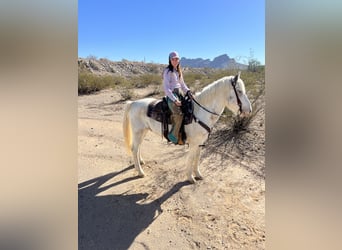 Cob Irlandese / Tinker / Gypsy Vanner Mix, Castrone, 10 Anni, 147 cm