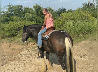 Cob Irlandese / Tinker / Gypsy Vanner, Castrone, 10 Anni, 152 cm