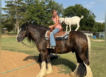 Cob Irlandese / Tinker / Gypsy Vanner, Castrone, 10 Anni, 152 cm